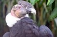 /album/photogallery/condor-andino-jpg/
