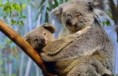 /album/photogallery/koala-jpg/