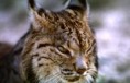 /album/photogallery/lince-jpg/